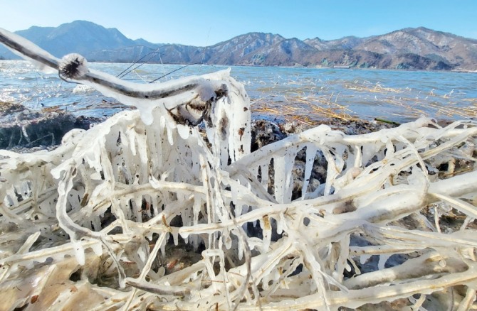 한파가 몰아친 24일 강원 춘천시 의암호변에 있는 나무가 얼음으로 뒤덮여 있다.사진=연합