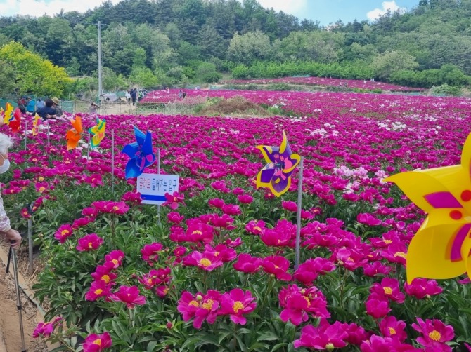 영천 한방ㆍ마늘산업특구, 전국 최초로 작약 주산지 지정 / 영천시