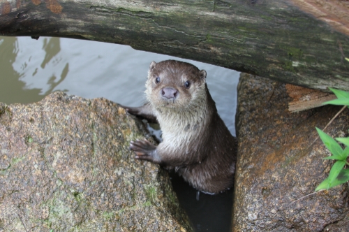 마크로젠이 유전자 분석을 통해 서울 한강에서 15마리의 수달이 있다는 사실을 밝혀냈다. 한강 일대에서 발견된 수달 모습. 사진=마크로젠