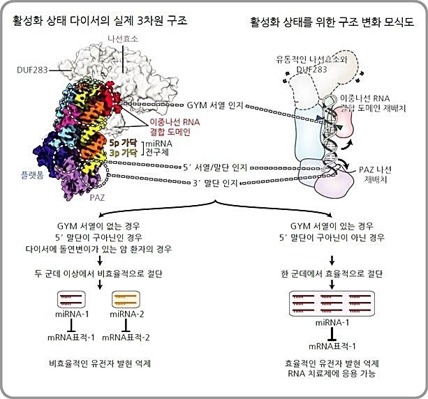 인간 다이서 단백질의 활성화 상태 구조와 마이크로RNA 전구체 서열의 중요성. 결합한 마이크로RNA 전구체는 다이서에 의해 절단된다(위). 마이크로RNA 전구체가 GYM 서열 등 최적의 서열을 가진다면 다이서를 정확하고 효율적으로 자를 수 있기 때문에 균질한 마이크로RNA를 대량으로 만들 수 있다. 사진=기초과학연구원(IBS), 뉴시스