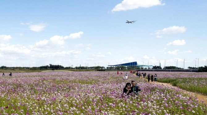 인천국제공항 내 하늘정원에 조성된 코스모스 꽃밭에서 시민들이 가을정취를 만끽하고 있다.  자료사진=인천공항공사 