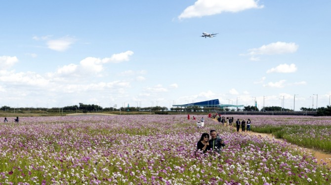 인천국제공항 내 하늘정원에 조성된 코스모스 꽃밭에서 시민들이 가을정취를 만끽하고 있다.  자료사진=인천공항공사 