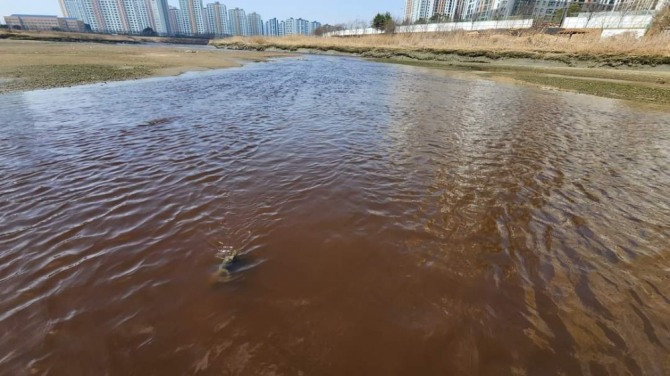 지난 20일 안산시 시화호 상류 갈대습지 생태다리 부근에 붉은색 물이 흐르고 있다. 사진= 안산환경연 최종인씨 제공