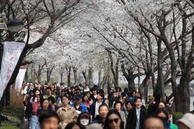 지난달 31일 벚꽃이 만개한 가운데 서울 잠실 석촌호수 일대가 상춘객으로 북적이고 있다. 사진=뉴시스