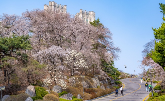 경희대 평화의전당 가는 길 벚꽃 