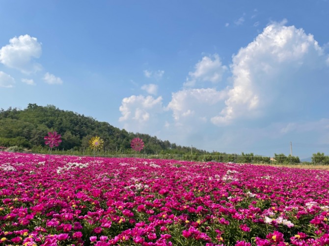 영천에서 핑크빛 작약꽃 매력에 풍덩! 영천시