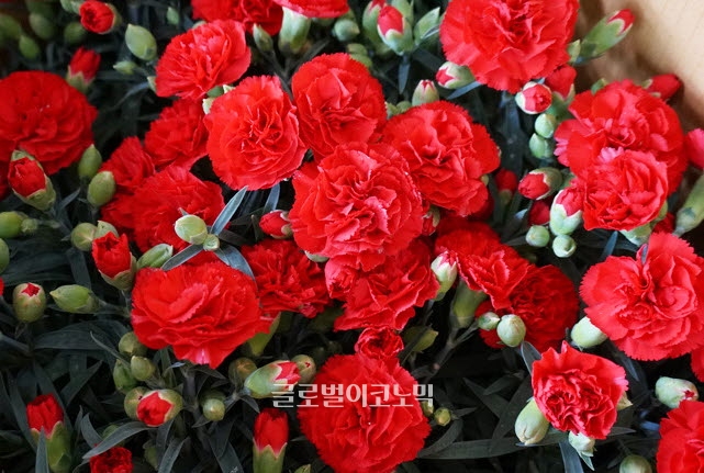 어버이날이다. 자주 찾아 뵙지 못한 부모님에 대한 마음이 애틋해 지는 시기다. 오늘은 카네이션이나 선물을 준비하고 용돈을 드리는 걸로 평소 못한 효도를 대신 한다. 하지만 부모님이 아플 경우 경제적으로 직접 도움 줄 수 있는 보험 가입에 소홀하지 않았는 지 돌아볼 필요가 있다.이럴 때 부모님에게 '효보험' 하나씩 선물하는 것은 어떨까?  사진=BBS뉴스