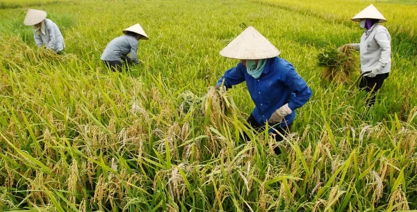 베트남 농부들이 논에서 벼를 추수하고 있다. 사진=로이터