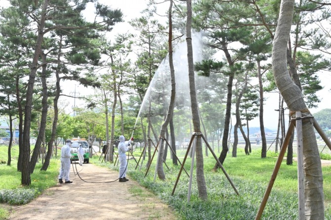 2023년 지자체 합동평가 산림분야 우수 기초지자체 선정-산림병해충 예찰 및 방제 모습) / 청송군