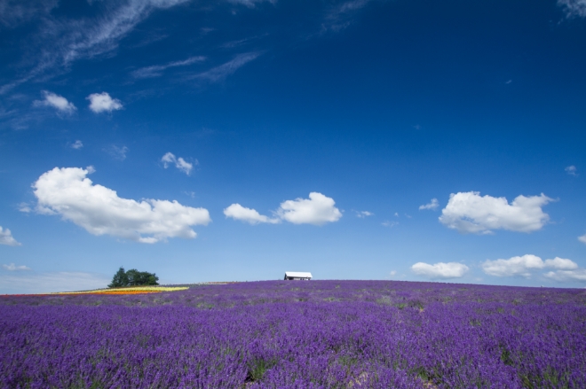북해도 후라노  /사진=모두투어
