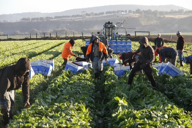 워킹홀리데이 비자를 받은 해외 배낭족들이 호주의 농장에서 일하고 있다.