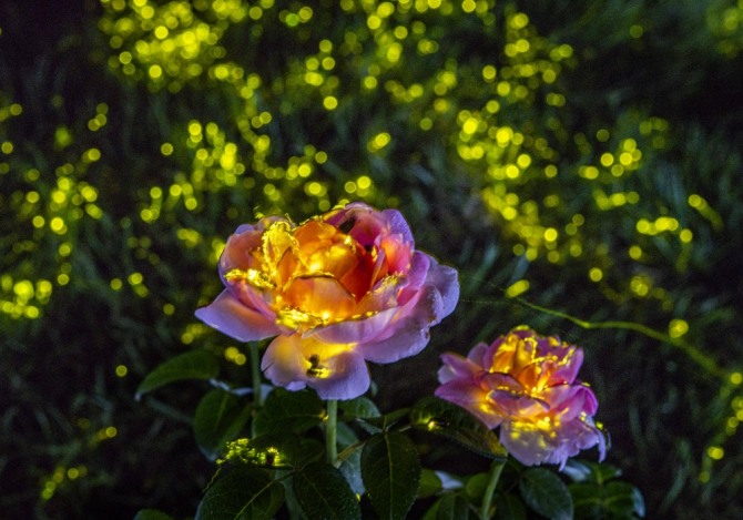 한 여름밤의 반딧불이 체험  /사진=삼성물산