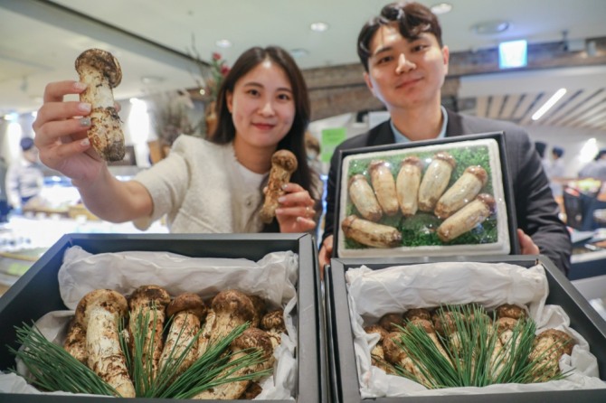 12일 오전, 서울 강남구에 위치한 현대백화점 압구정본점 지하1층 식품관에서 직원이 올해 수확한 자연산 송이버섯 추석 선물세트를 소개하고 있다.  /사진=현대백화점