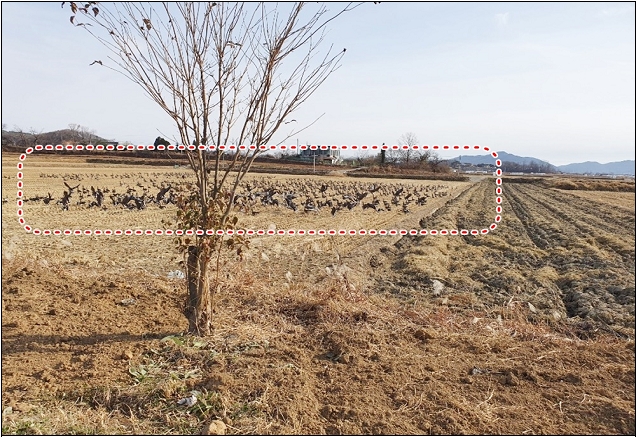 벼 수확이후 별써부터 철새가 벼 이삭 먹이를 찾기 위해 논 등 떼지어 다닌다.  사진=강화군