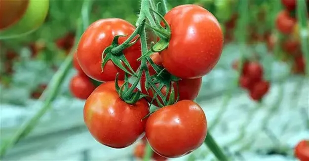 일본에서 토마토 공급이 60% 이상 감소하면서 토마토 가격이 두 배 이상 급등하고 있다. 사진=로이터