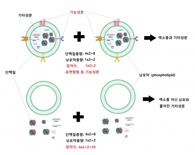 그림2. 엑소좀 성능 평가 방식; 입자의 총 수를 측정하고 다른 성분의 양을 측정하여 엑소좀 합입율을 추정하는 방식. 기능성 분자와 입자의 양은 세포질의 양과 비례하지만 어떤 특성의 세포에서 유래된 것이 더 좋은지, 미세낭포 외부의 물질이 미세 낭포 내부의 물질에 비해 얼마나 효과가 더 좋은지 추정하기 위해서는 보다 많은 질환에서 비교 연구가 필요하다. 