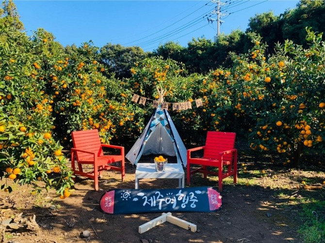 소노캄 제주, 감귤 체험 농장 현장  /사진=소노인터내셔널