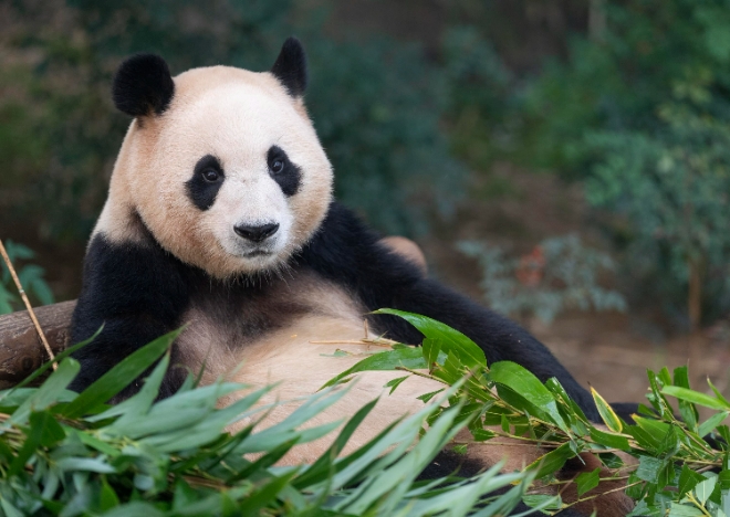 에버랜드 판다월드 푸바오  /사진=에버랜드