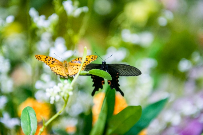 에버랜드 라이브 나비체험관  /사진=에버랜드