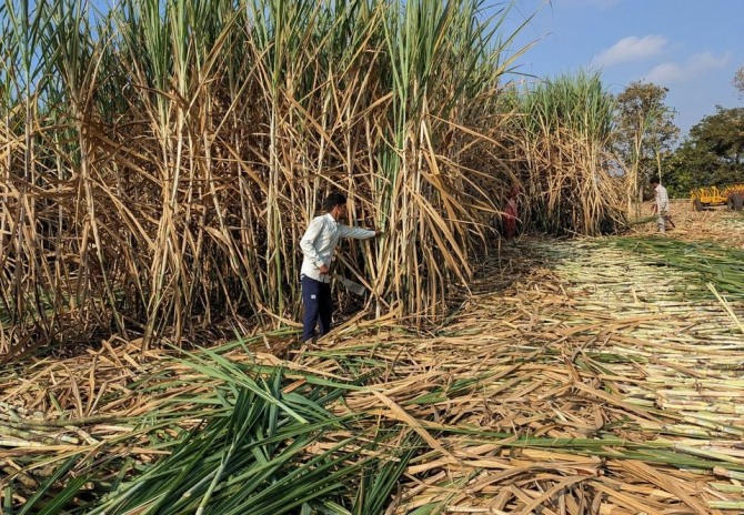 엘리뇨 현상으로 농산물 수확 물량이 줄고 있다. 인도 서부 마하라슈트라주 콜라푸르 지역에서 노동자들이 사탕수수를 수확하는 모습. 사진=로이터