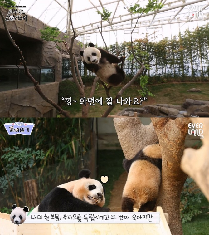 에버랜드 엄마(아래)아빠(위) 판다 영상 캡쳐  /사진=삼성물산
