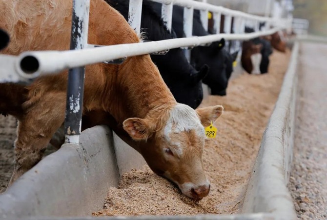 캐나다 앨버타주 콜데일의 카스코 소 사육장에서 소들이 먹이를 먹고 있다. 사진=로이터 