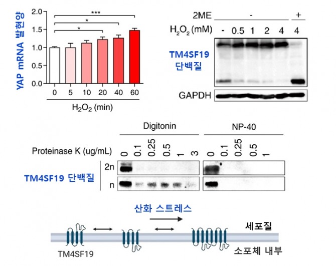 구강암 세포에서 산화스트레스로 인한 YAP 발현 증가와 TM4SF19 단백질의 이합체 형성을 보여주는 자료. 사진=KAIST