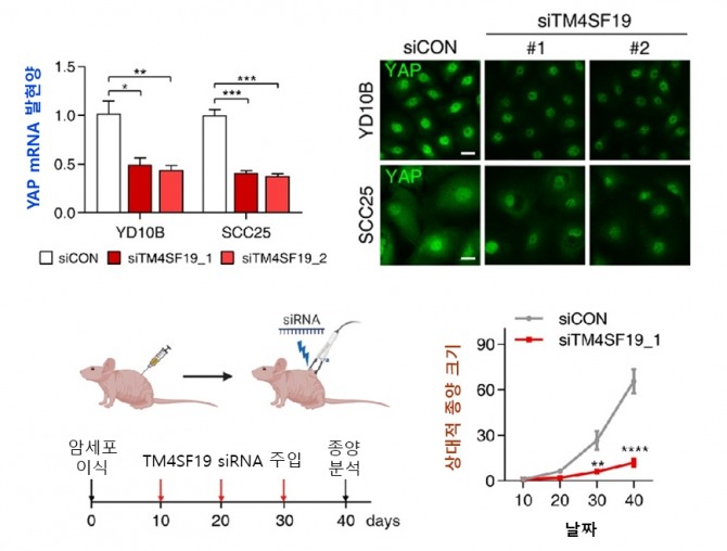 TM4SF19 감소에 의한 YAP 발현 감소 및 종양 감소 모습. 자료=KAIST