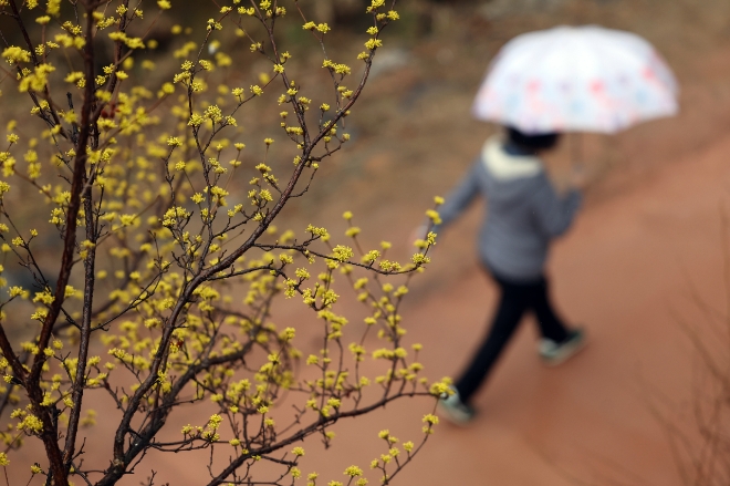 지난 7일 우산을 쓴 시민이 산수유 꽃이 핀 서울 청계천을 지나고 있다. 사진=연합뉴스