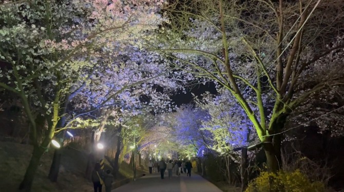 강화군이 4월 10일까지 고려궁지~북문 구간에서 벚꽃길 야간 관람 행사를 진행한다.          사진=강화군