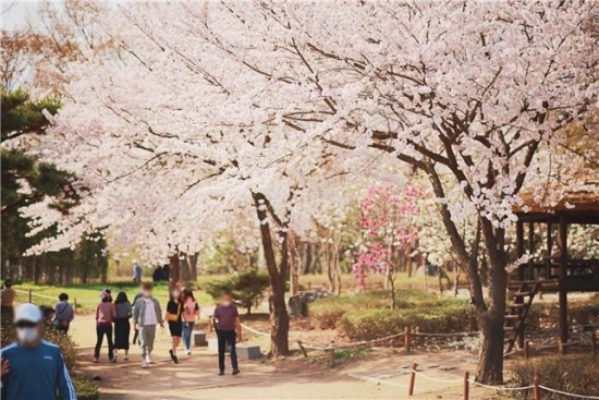 인천대공원 벚꽃 전경 [사진 제공=인천시]