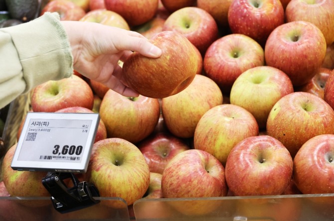 서울 시내 한 대형마트에서 한 고객이  사과 를 고르고 있다. 사진=연합뉴스