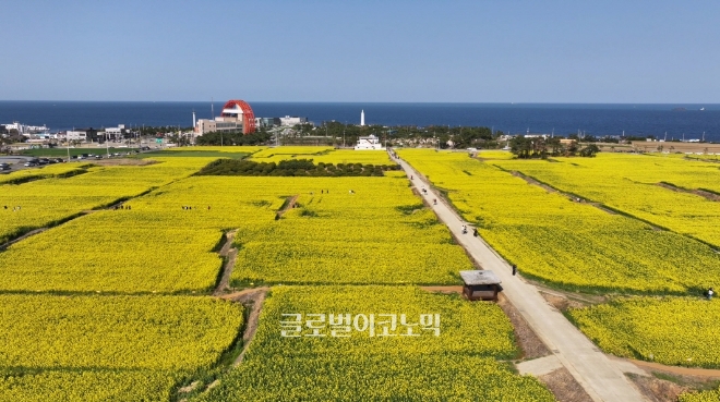 포항시 남구 호미곶 유채꽃 단지 전경. 사진=포항시.