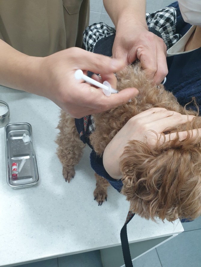 안산시는 오는 15일부터 29까지 14일간 관내 거주 시민이 기르는 반려동물을 대상으로 상반기 광견병 예방접종을 실시한다. 사진=안산시