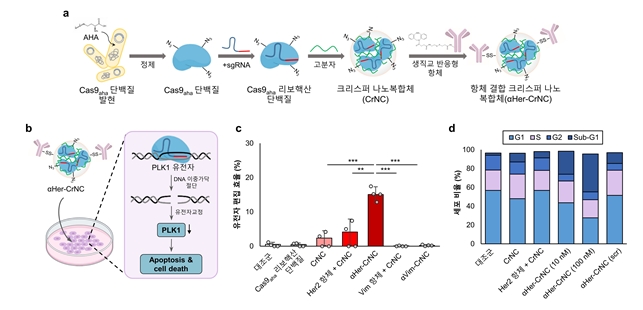 생직교반응 기반 표적치료제인 항체 결합 크리스퍼 나노복합체  ⍺Her-CrNC 제조 및 기능 (a), ⍺Her-CrNC에 의한 유전자 교정 및 항암효과(b)를 나타낸 모식도, ⍺Her-CrNC의 유전자 편집 효율(c), 암세포주기 분석(d) 결과. 사진=KAIST