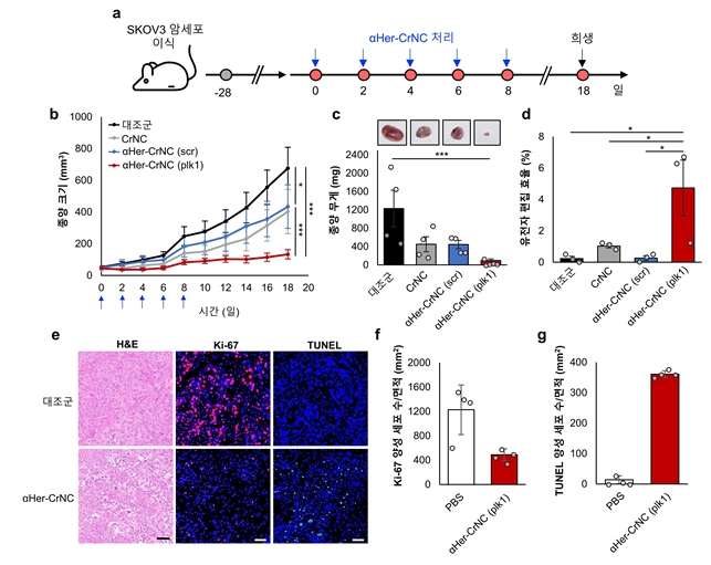 쥐의 난소암(SKOV3) 모델에서 ⍺Her-CrNC에 의한 항암 효능 검증 실험 모식도 (a), ⍺Her-CrNC의 쥐 투여 후 경과 일수에 따른 종양 크기(b) 및 종양 무게(c) 변화 관측 결과. 난소암의 표적 유전자 PLK1 교정 효율(d) 결과. ⍺Her-CrNC의 투여 후 난소암의 조직학적 분석 (e,f,g) 결과. 사진=KAIST