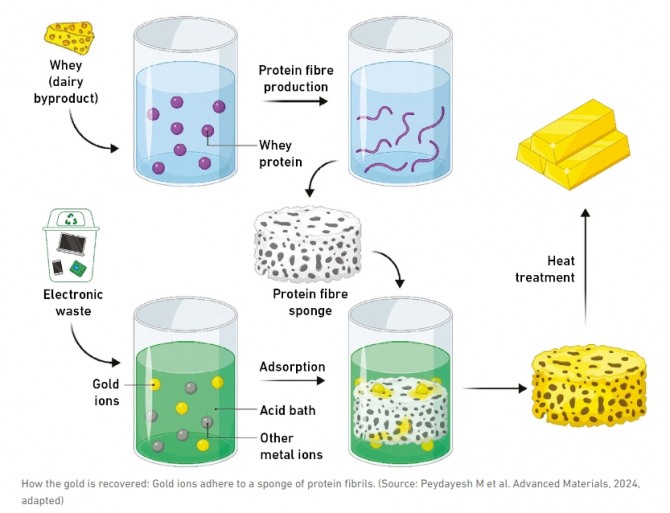 라파엘 메젠가 교수팀이 사용한 금 추출 방법. 치즈 생산 과정에서 사용되는 유청을 활용한 것이 특징이다. 사진=ETH 취리히