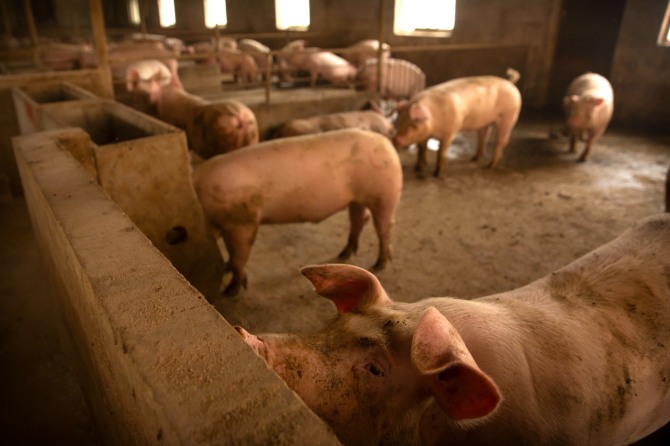 중국인 육류 소비의 60%를 차지하는 돼지고기의 가격을 정상화하는 일이 시급하다. 사진은 지난 5월8일 촬영된 중국 베이징시 다흥구 팡거좡에 위치한 한 돼지농장의 모습. 사진=AP/뉴시스