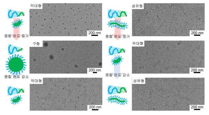 중합과 해중합을 통한 고분자 나노구조체 형상의 가역적 변화. 막대형-원형-막대형 (왼쪽) 섬유형-막대형-섬유형 (오른쪽). 중합 용액에 온도 변화를 주면, 중합/해중합 평형에 따라 고분자 길이의 증감이 유도된다..변화하는 고분자 길이에 의해 발생하는 나노구조 형상이 가역적으로 조절된다. 사진=KAIST