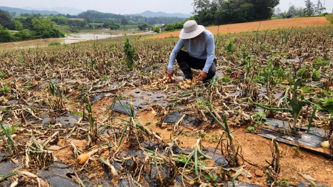 지구 온난화에 따른 이상기후 영향에 손해보험사들의 손해율 악화가 불가피해지고 있다. 사진은 21일 전남 무안군 무안읍 양파밭에서 한 농민이 말라버린 양파밭을 둘러보는 모습. 사진=연합뉴스