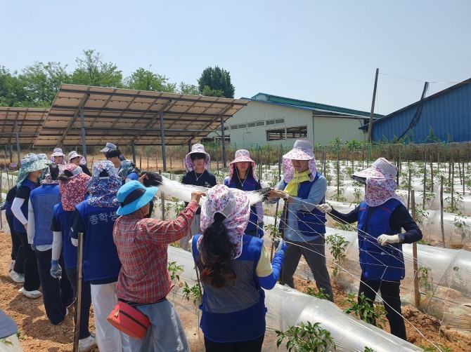 모내기, 파종 등 영농철을 맞아 분주한 영암군 농사 현장에 대학생, 기업 임직원, 공무원 등의 농가 일손돕기가 이어지고 있다. 사진=영암군