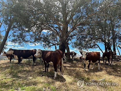 중국이 리창 총리의 호주 방문을 앞두고 호주산 쇠고기 수입 규제를 추가로 완화했다. 사진=연합뉴스