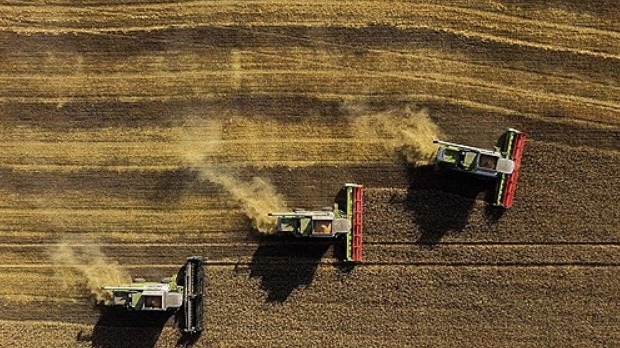 2023년 9월8일, 콤바인이 러시아 옴스크 지역 체를락스키 구역에 있는 밭에서 밀을 수확하고 있다.      사진=로이터/연합뉴스