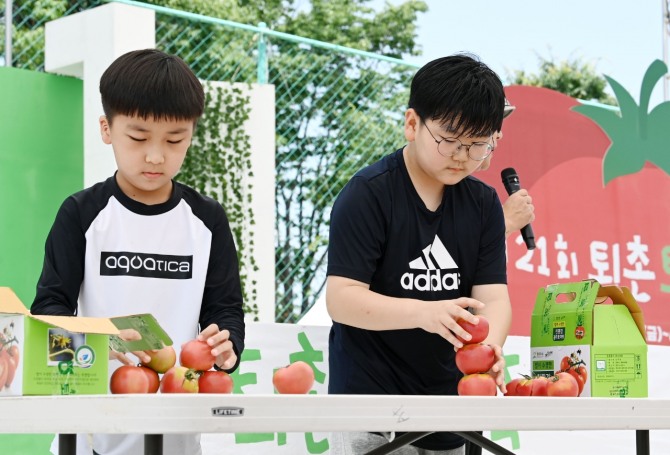 퇴촌 축제 토마토 쌓기 대회. 사진=광주시