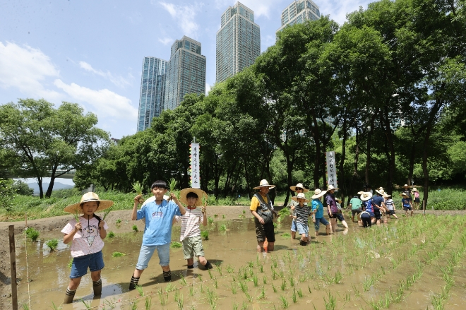 지난달 27일 서울 강남구 양재천 벼농사 학습장에서 열린 전통 모내기 체험행사에서 관내 어린이집 아이들과 초등학교 학생들이 모내기를 하고 있다. 사진은 기사의 특정 내용과 관련 없음.사진=연합뉴스 