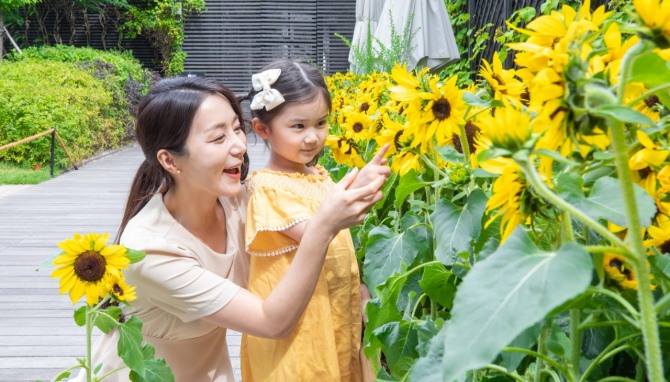 21일 오전, 서울 양천구에 위치한 현대백화점 목동점 7층 하늘정원에서 고객들이 해바라기를 구경하고 있다.  /사진=현대백화점