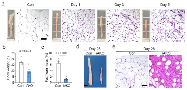 지방조직 특이적인 LATS12 결핍 생쥐를 통한 YAP-TAZ의 활성화가 지방조직 크기에 끼치는 영향. 자료=KAIST