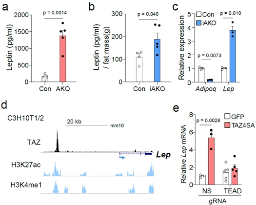 지방조직 특이적 LATS12 결핍 생쥐를 통한 YAP-TAZ의 랩틴 유전자 발현 조절 기능 규명. 자료=KAIST