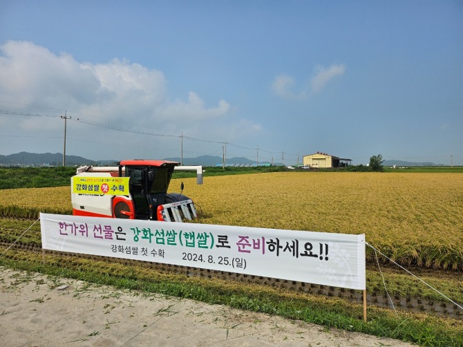 교동면 삼선리 최복환 농가에서 지난 258일 강화섬쌀 첫 벼 베기를 진행하며 수확 철의 시작을 알렸다. 이날, 수확한 벼는 지난 5월 4일 이앙 후 113일 만에 수확한 극조생종 여르미로, 건조와 도정 과정을 거쳐 4kg과 10kg 단위로 포장해 추석맞이 햅쌀로 판매될 예정이다. 사진=강화군