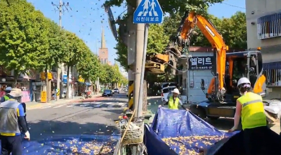 부평구는 오는24일 부터 조기 가로수 은행열매 수확을 한다고 밝혔다.  사진은 지난해 은행 수확하는 모습이다.  사진=부평구